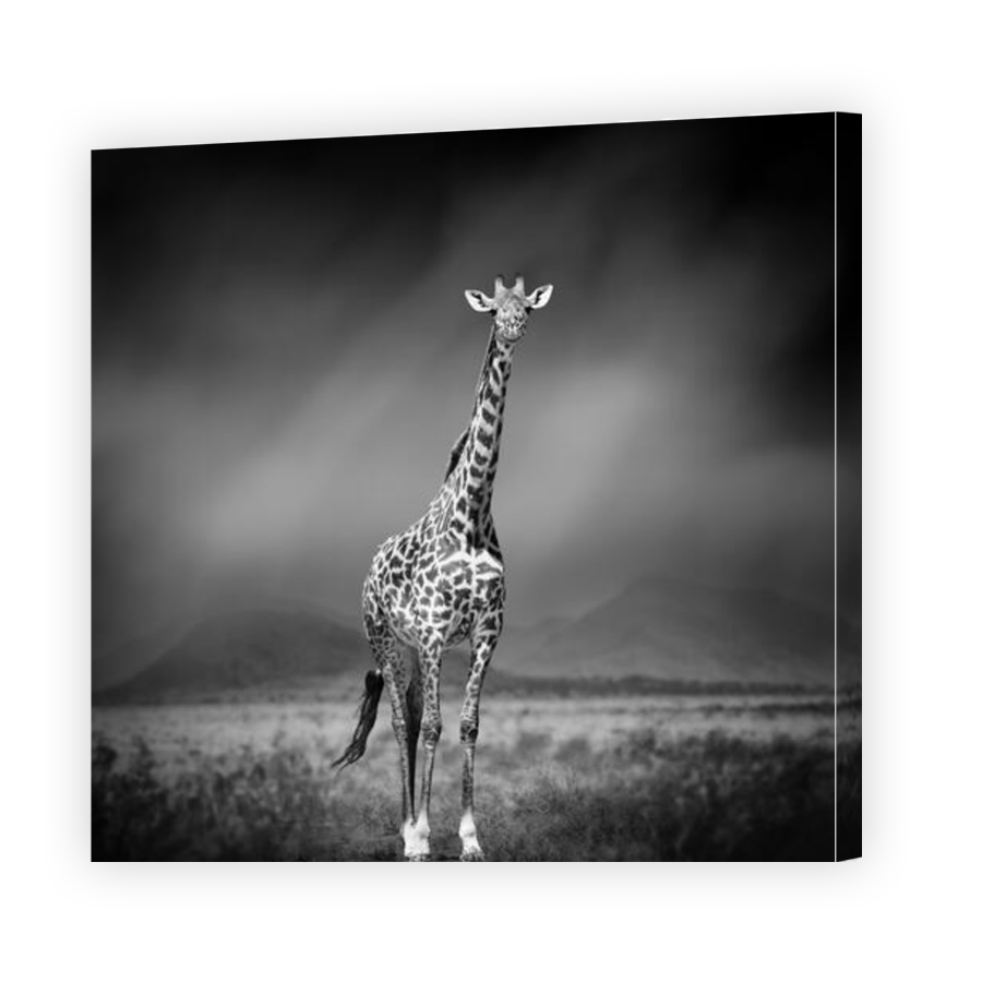Thumbnail for Canvas - Gallery Canvas Wrap