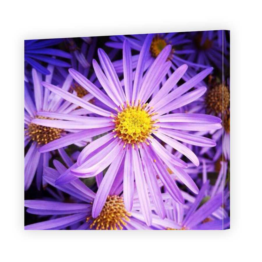 Thumbnail for Canvas - Gallery Canvas Wrap