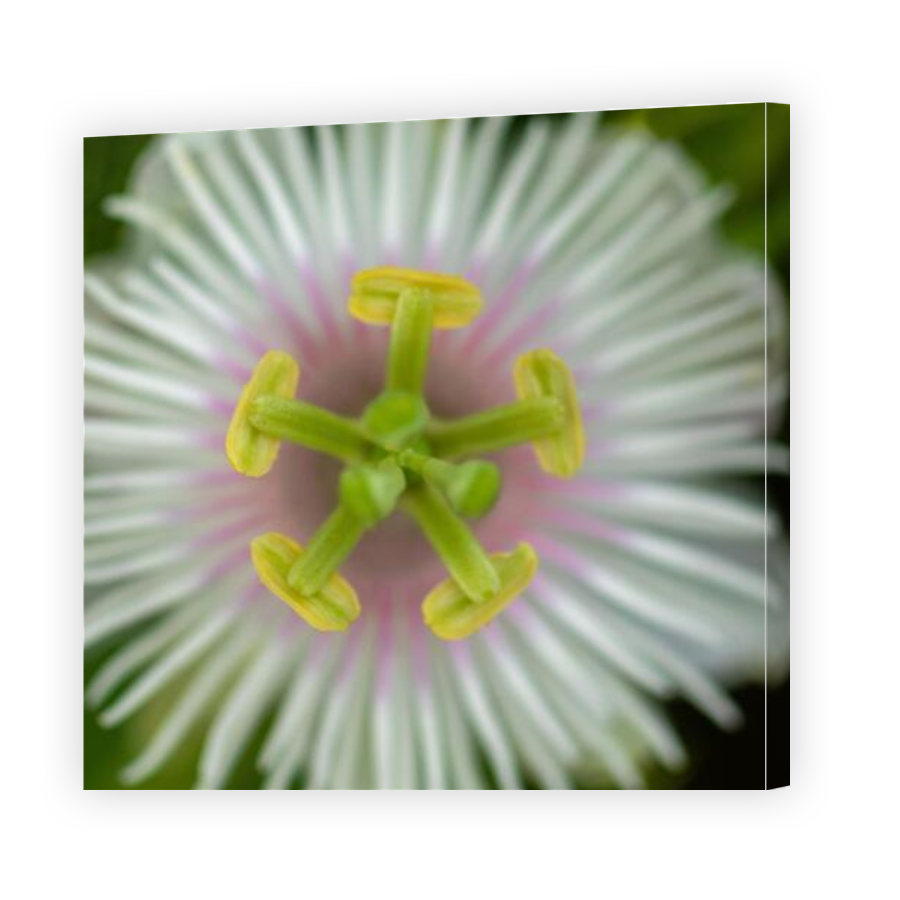 Thumbnail for Canvas - Gallery Canvas Wrap