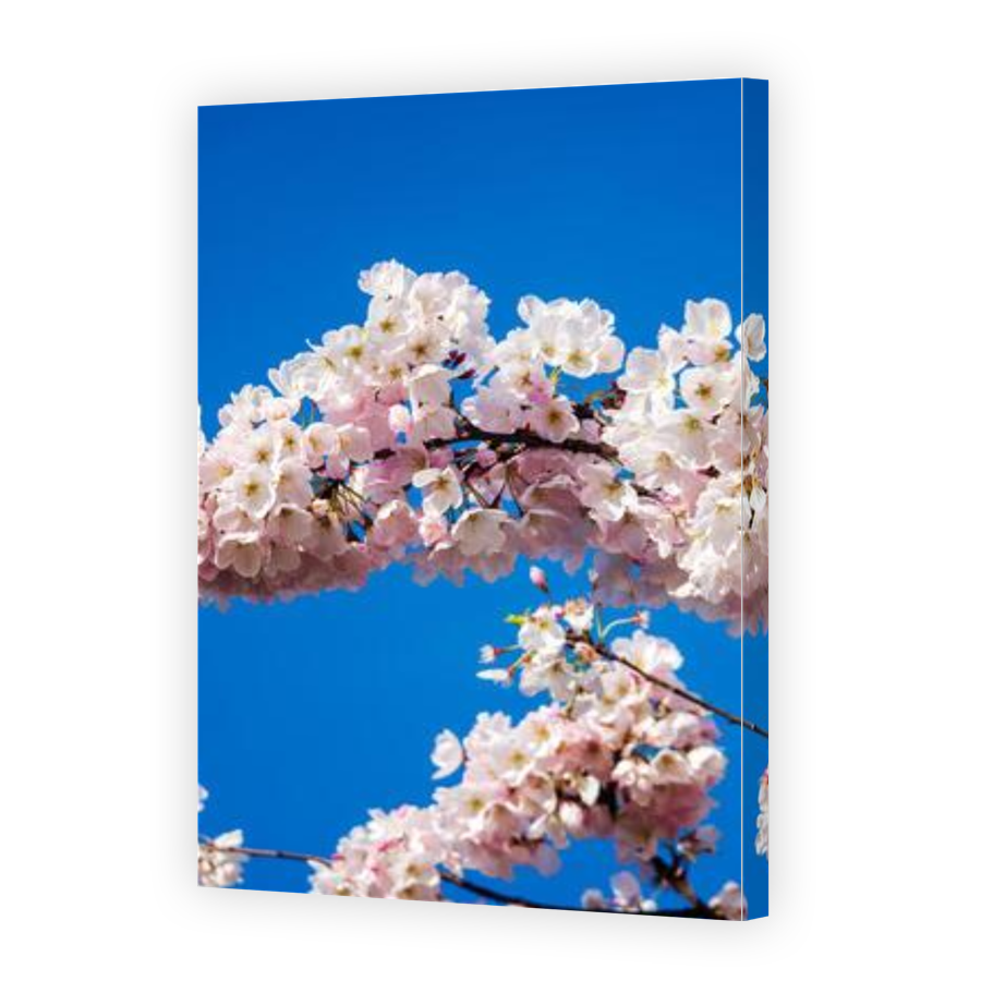 Thumbnail for Canvas - Gallery Canvas Wrap