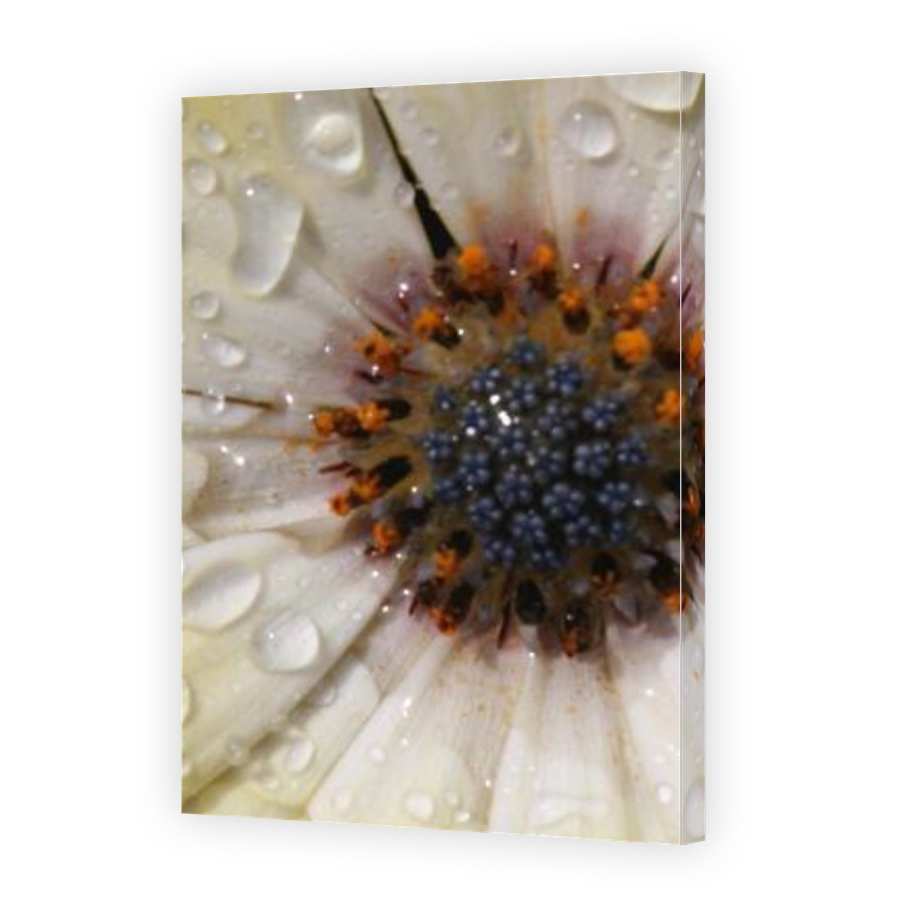 Thumbnail for Canvas - Gallery Canvas Wrap