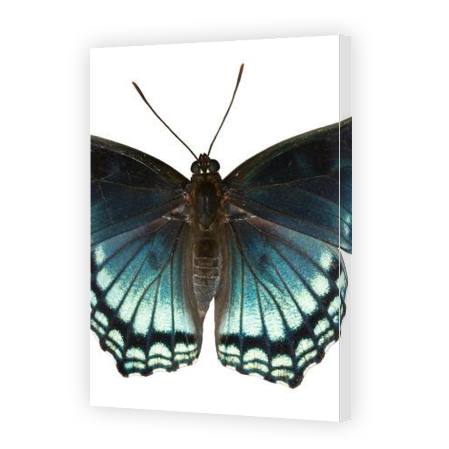 Thumbnail for Canvas - Gallery Canvas Wrap