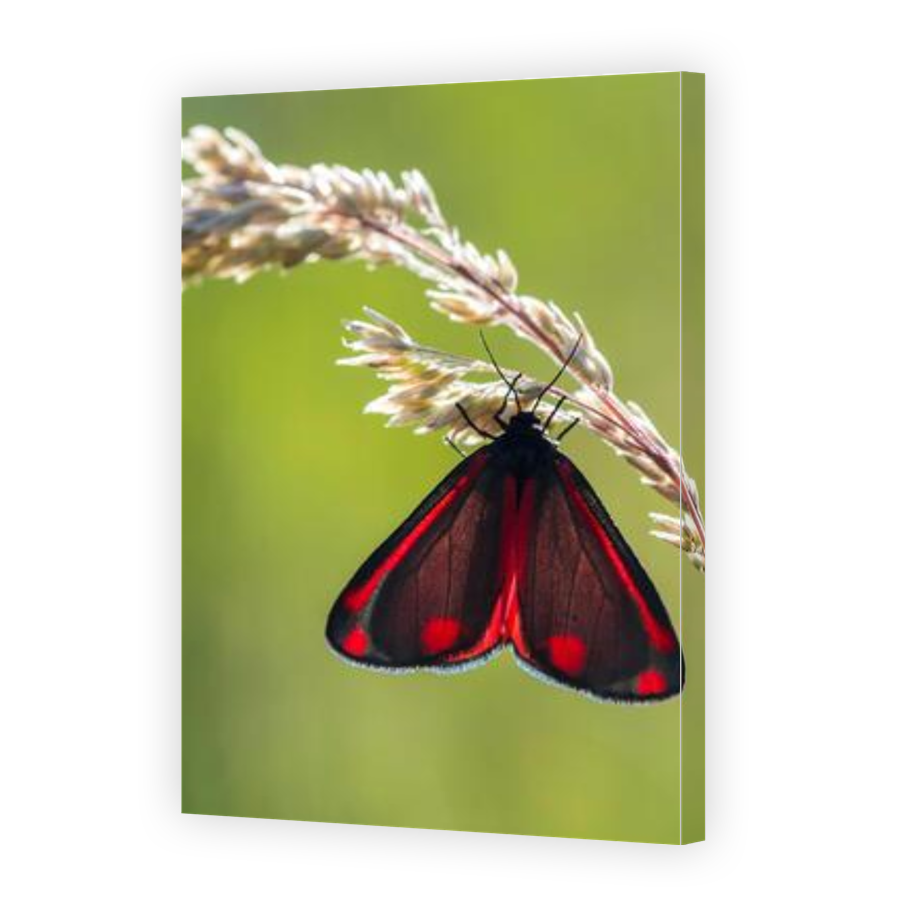 Thumbnail for Canvas - Gallery Canvas Wrap