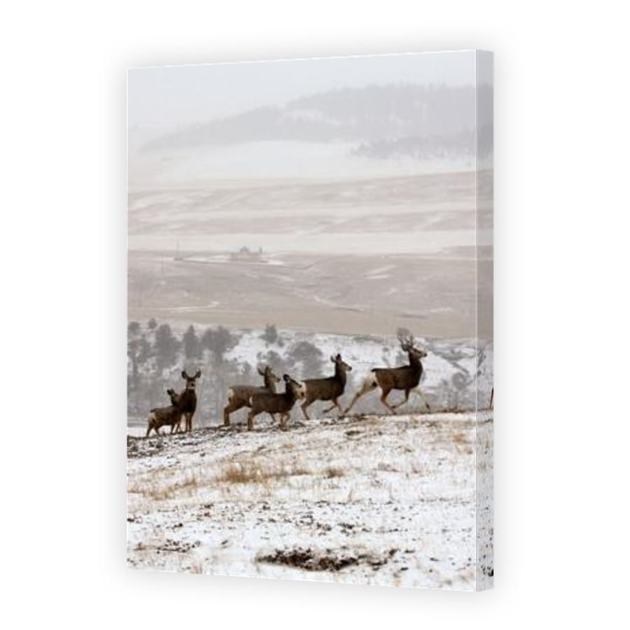 Thumbnail for Canvas - Gallery Canvas Wrap