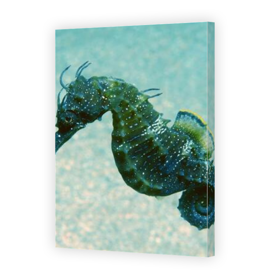 Thumbnail for Canvas - Gallery Canvas Wrap