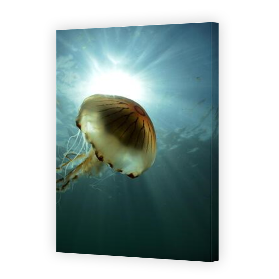 Thumbnail for Canvas - Gallery Canvas Wrap
