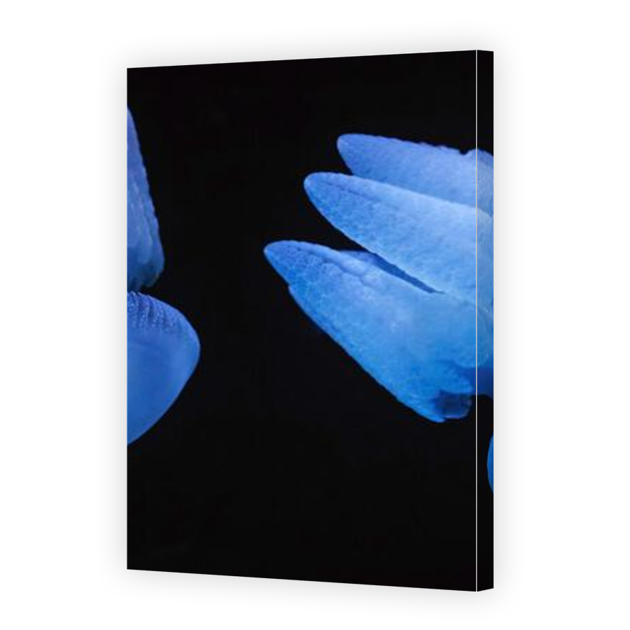 Thumbnail for Canvas - Gallery Canvas Wrap