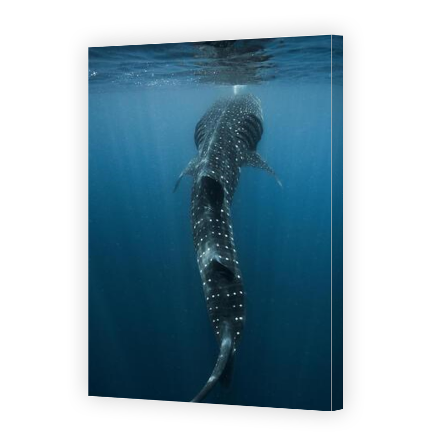 Thumbnail for Canvas - Gallery Canvas Wrap
