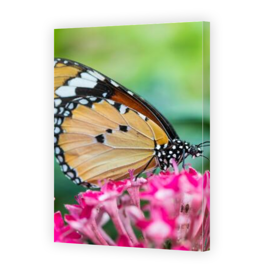 Thumbnail for Canvas - Gallery Canvas Wrap