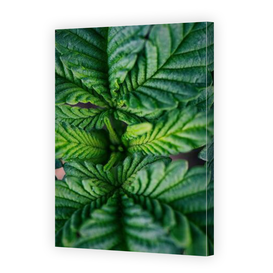 Thumbnail for Canvas - Gallery Canvas Wrap