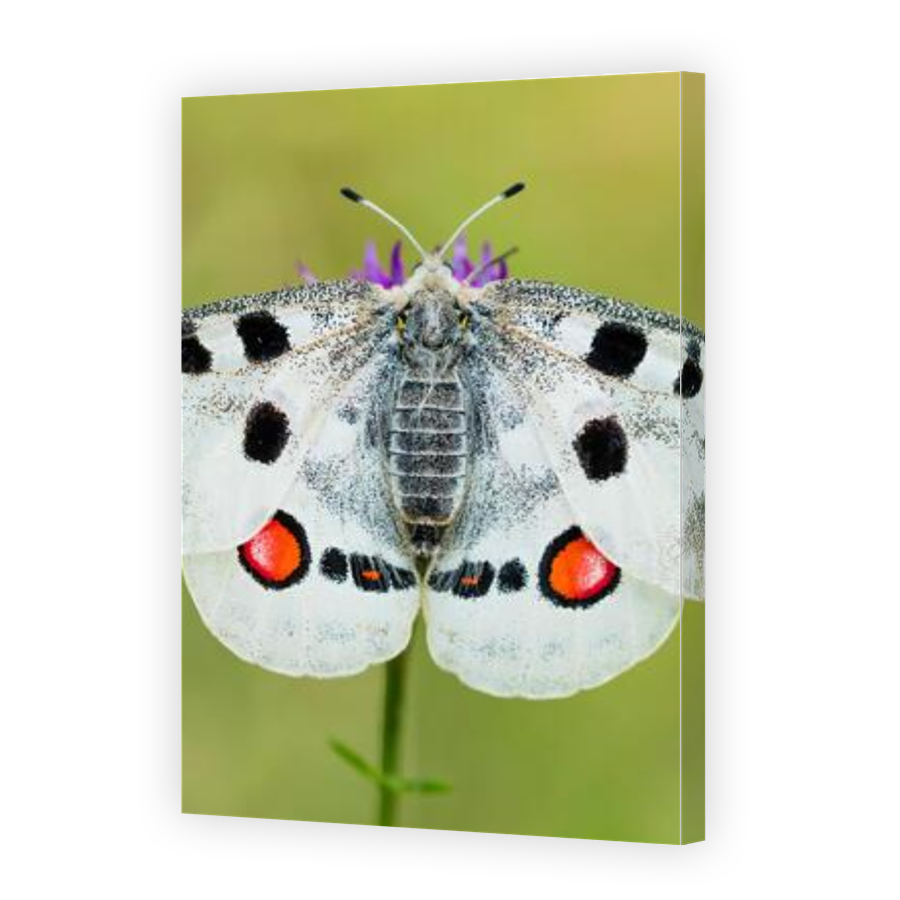 Thumbnail for Canvas - Gallery Canvas Wrap