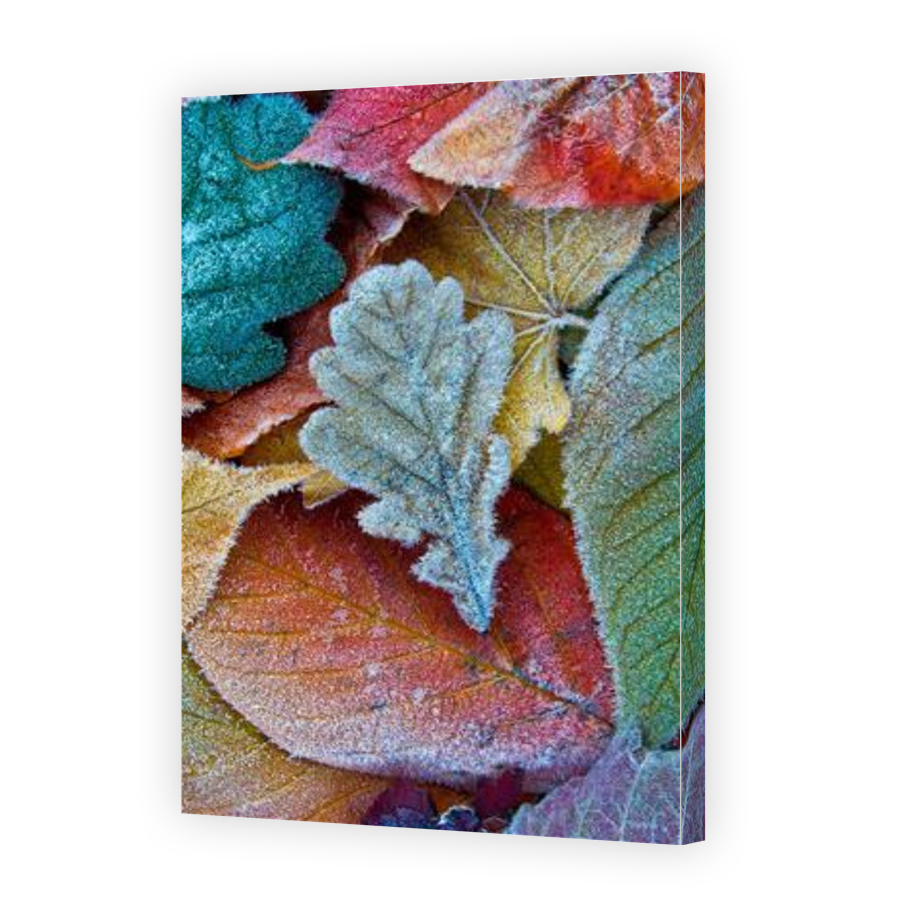 Thumbnail for Canvas - Gallery Canvas Wrap