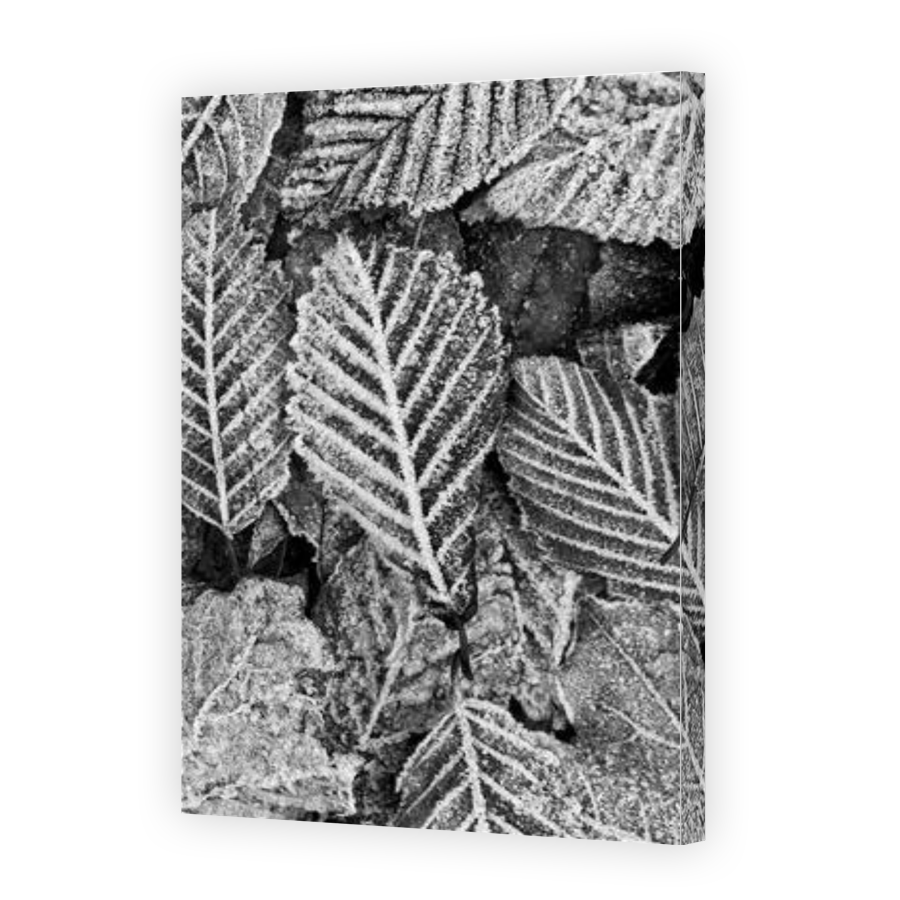 Thumbnail for Canvas - Gallery Canvas Wrap