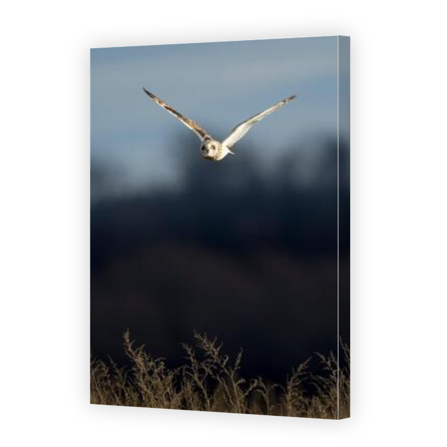 Thumbnail for Canvas - Gallery Canvas Wrap