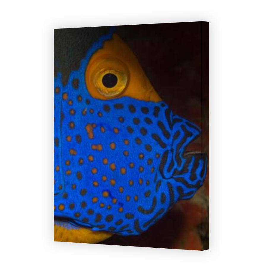 Thumbnail for Canvas - Gallery Canvas Wrap