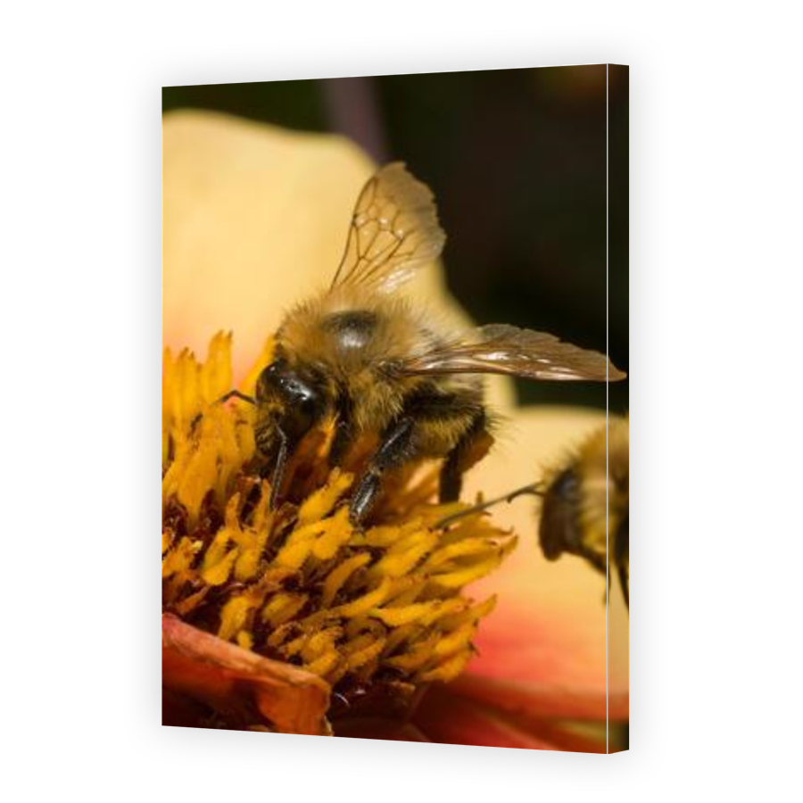 Thumbnail for Canvas - Gallery Canvas Wrap