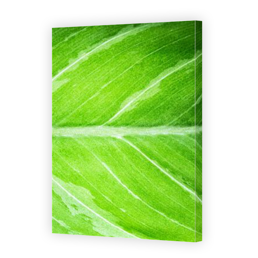 Thumbnail for Canvas - Gallery Canvas Wrap