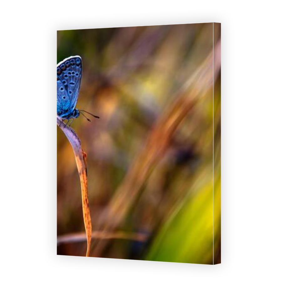 Thumbnail for Canvas - Gallery Canvas Wrap