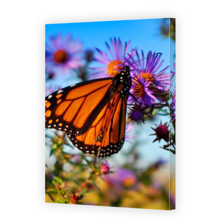 Thumbnail for Canvas - Gallery Canvas Wrap