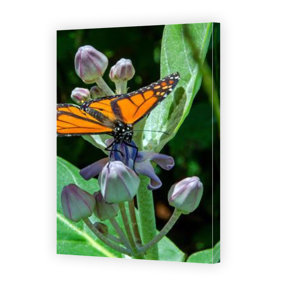 Thumbnail for Canvas - Gallery Canvas Wrap