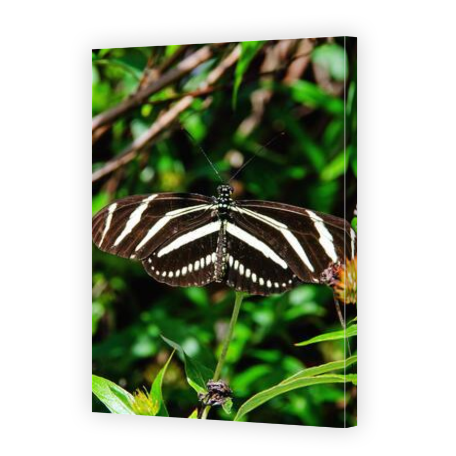 Thumbnail for Canvas - Gallery Canvas Wrap