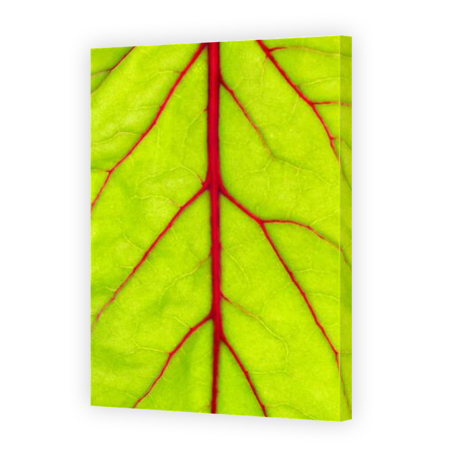 Thumbnail for Canvas - Gallery Canvas Wrap