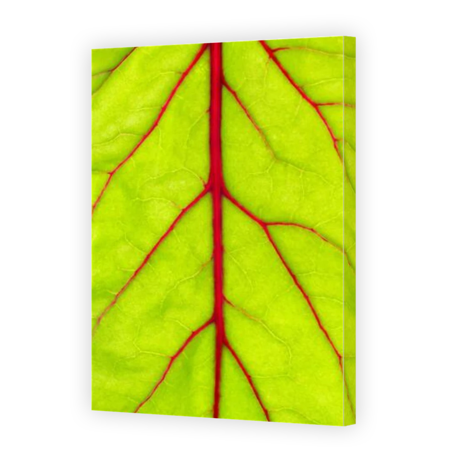 Thumbnail for Canvas - Gallery Canvas Wrap