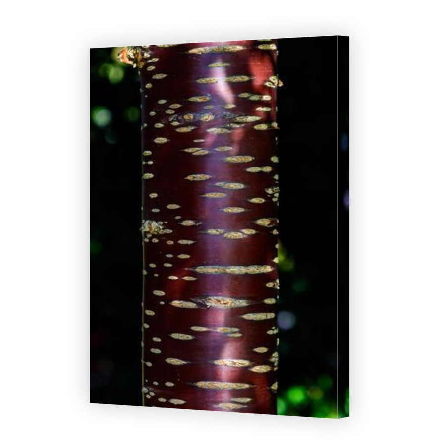 Thumbnail for Canvas - Gallery Canvas Wrap