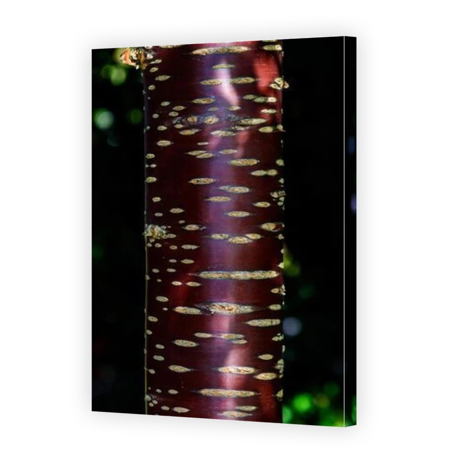 Thumbnail for Canvas - Gallery Canvas Wrap