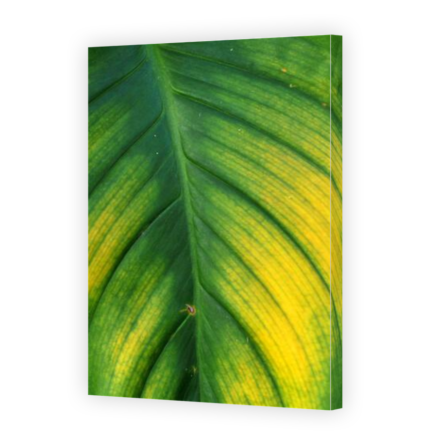 Thumbnail for Canvas - Gallery Canvas Wrap