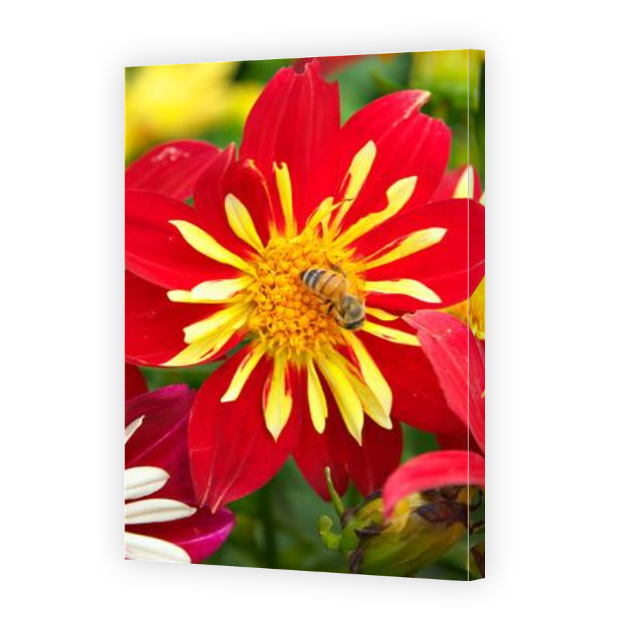 Thumbnail for Canvas - Gallery Canvas Wrap