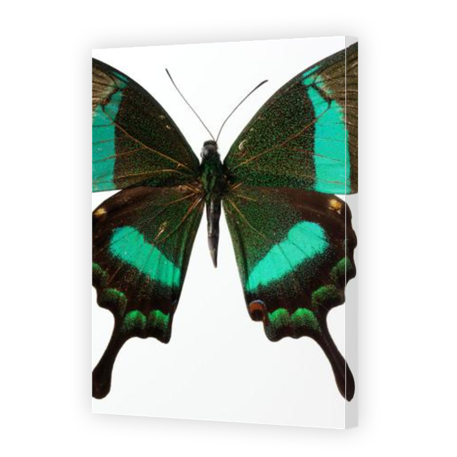 Thumbnail for Canvas - Gallery Canvas Wrap
