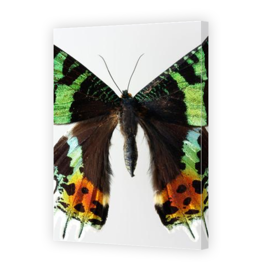 Thumbnail for Canvas - Gallery Canvas Wrap
