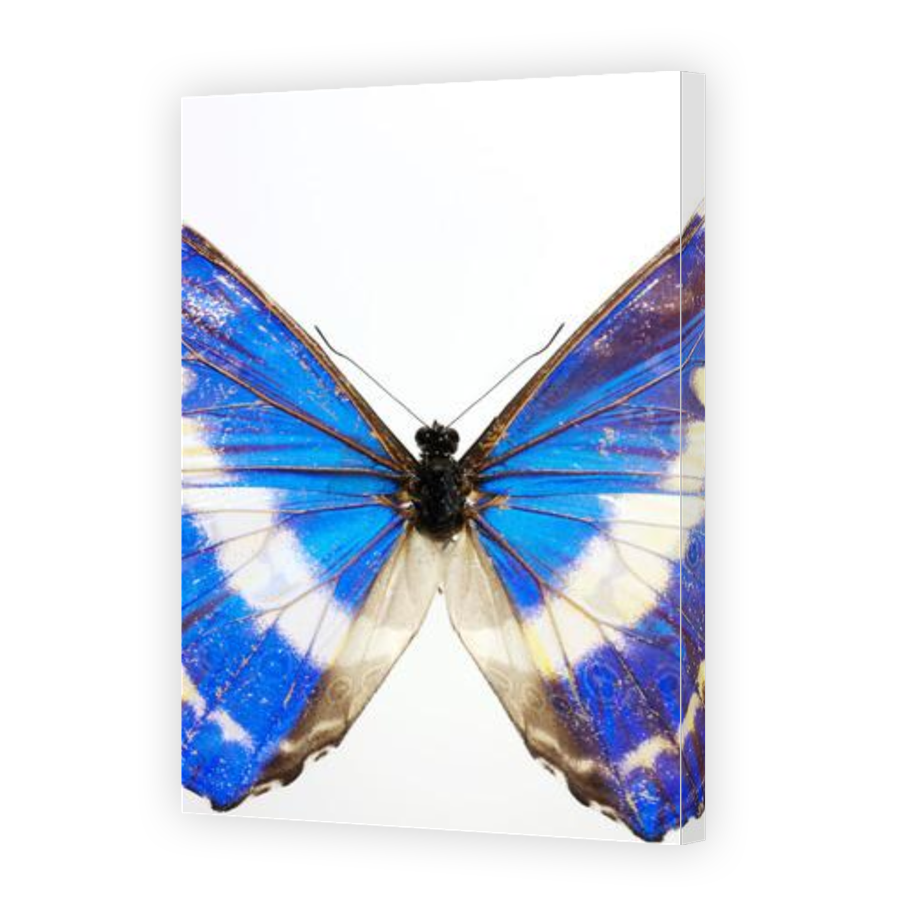 Thumbnail for Canvas - Gallery Canvas Wrap