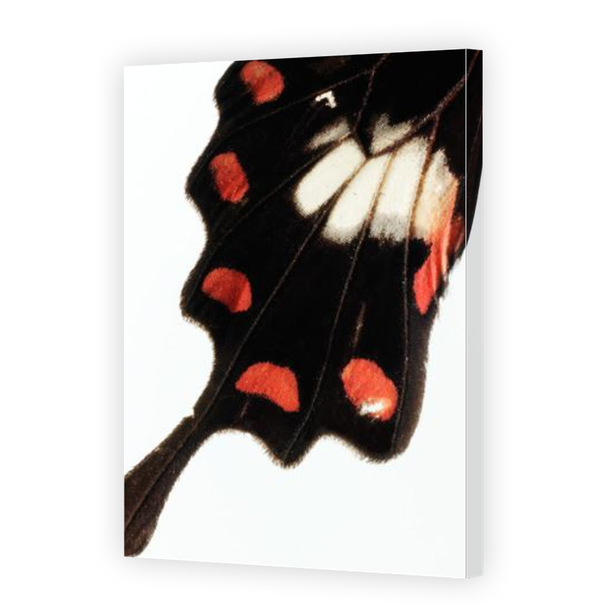 Thumbnail for Canvas - Gallery Canvas Wrap
