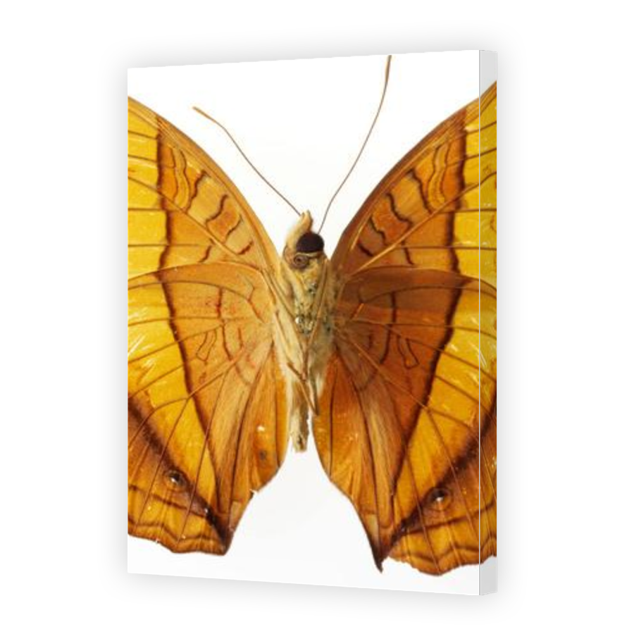 Thumbnail for Canvas - Gallery Canvas Wrap