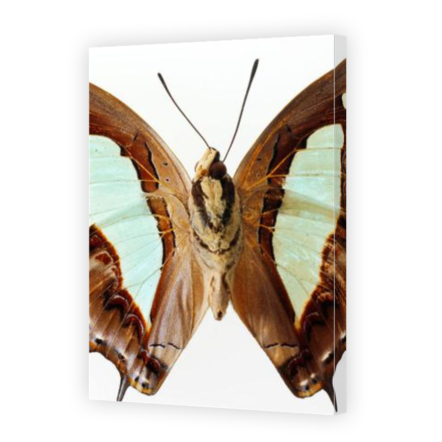Thumbnail for Canvas - Gallery Canvas Wrap