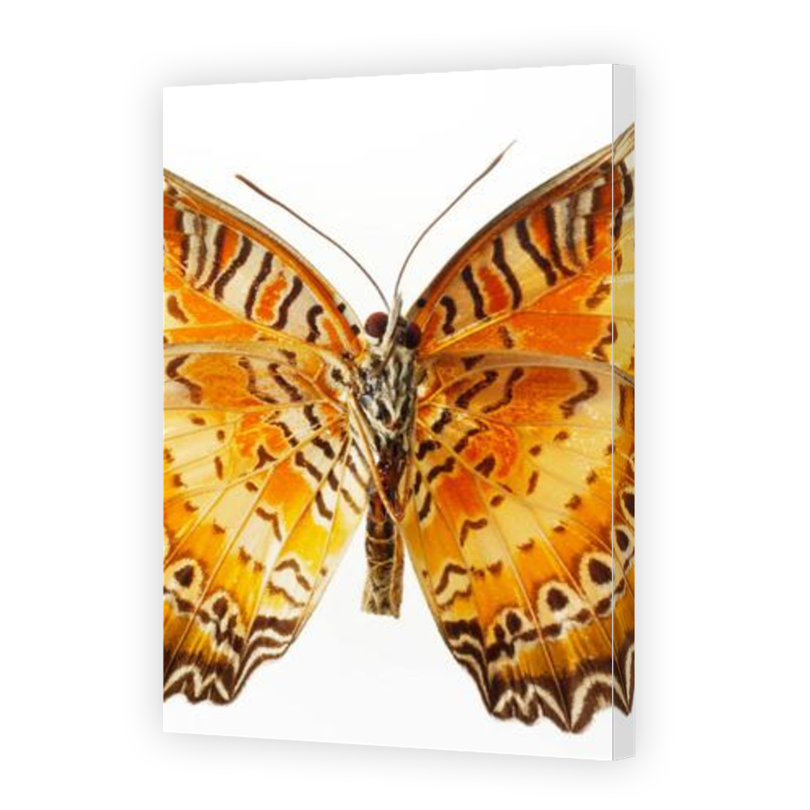 Thumbnail for Canvas - Gallery Canvas Wrap