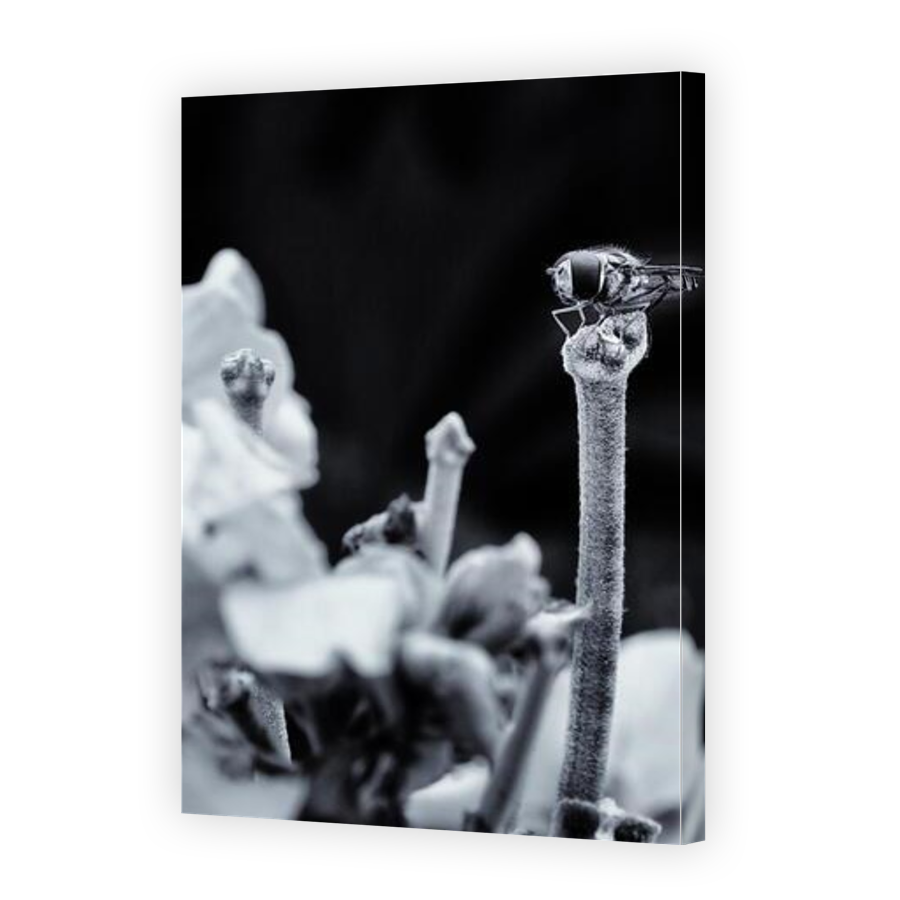 Thumbnail for Canvas - Gallery Canvas Wrap