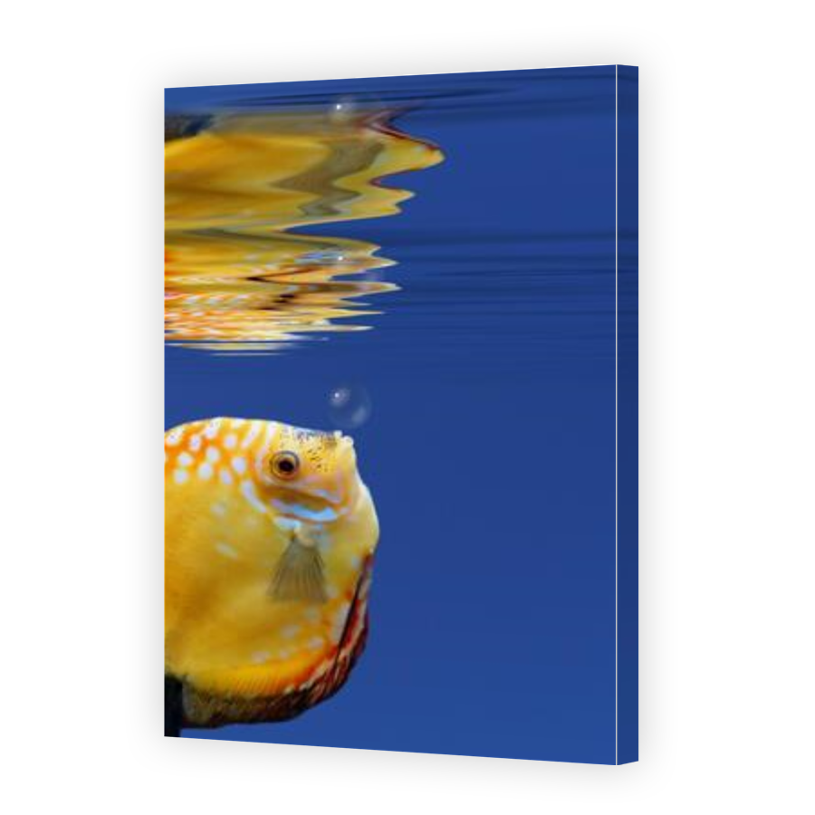 Thumbnail for Canvas - Gallery Canvas Wrap