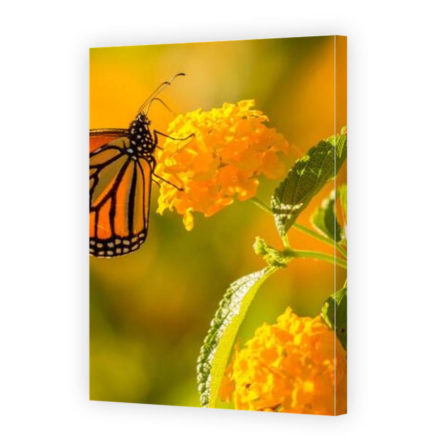 Thumbnail for Canvas - Gallery Canvas Wrap