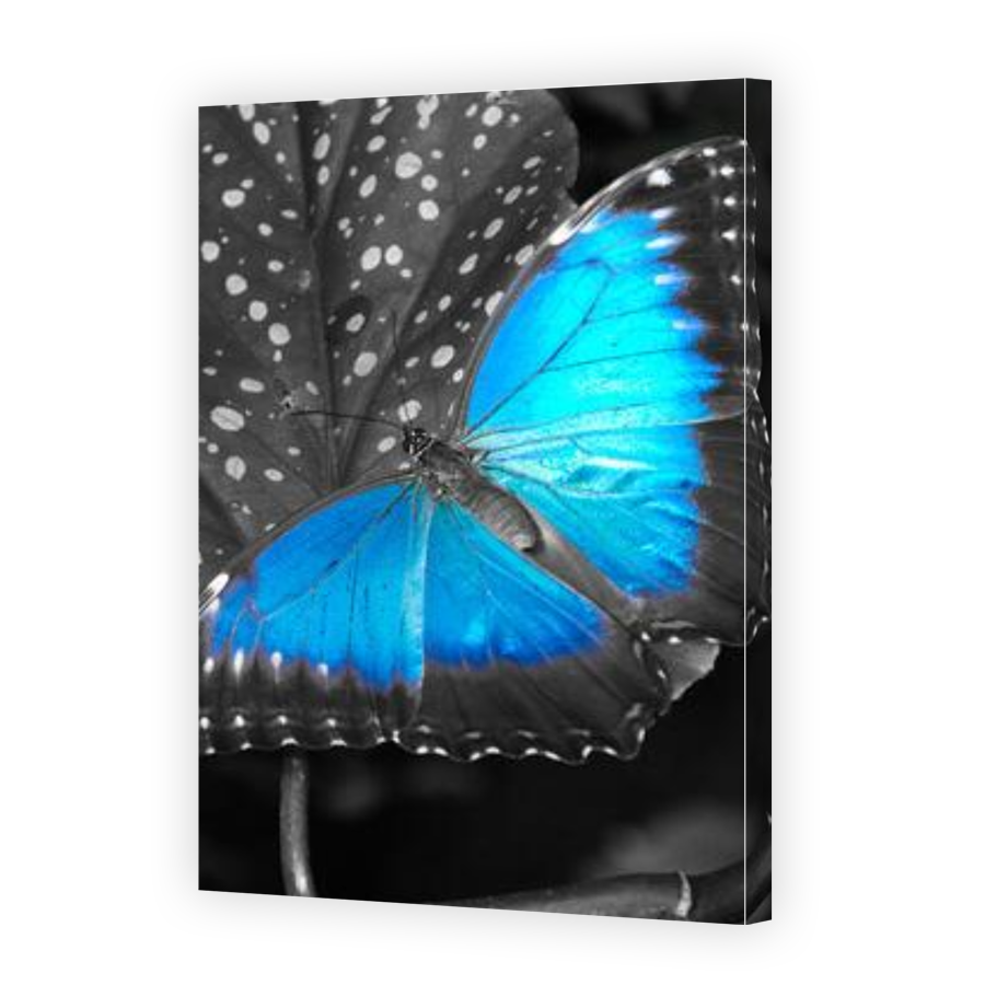 Thumbnail for Canvas - Gallery Canvas Wrap