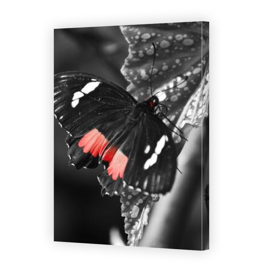Thumbnail for Canvas - Gallery Canvas Wrap