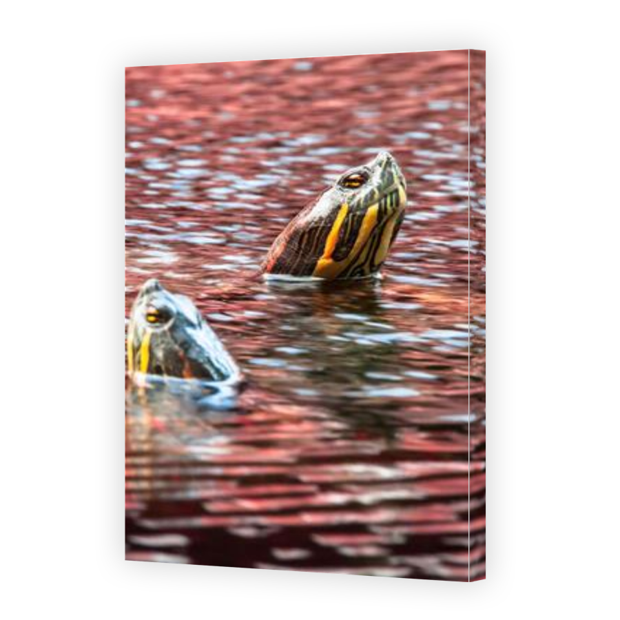 Thumbnail for Canvas - Gallery Canvas Wrap