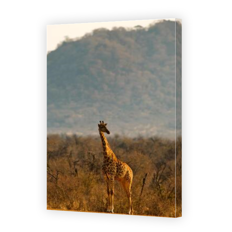 Thumbnail for Canvas - Gallery Canvas Wrap