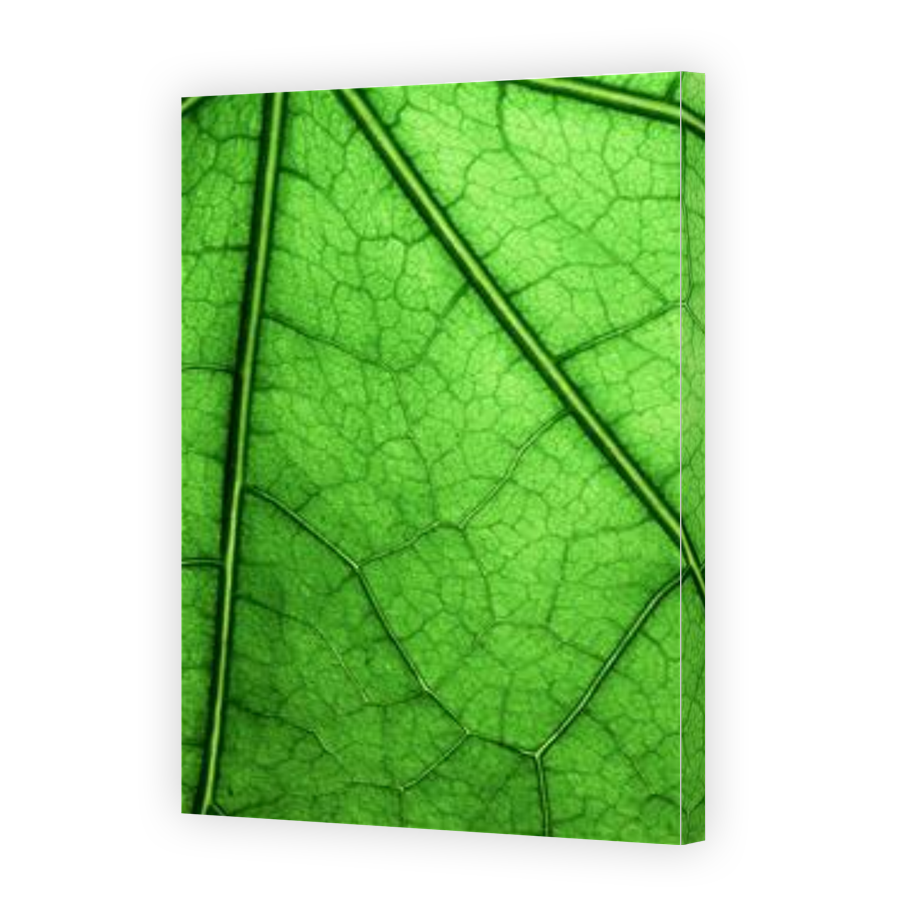 Thumbnail for Canvas - Gallery Canvas Wrap