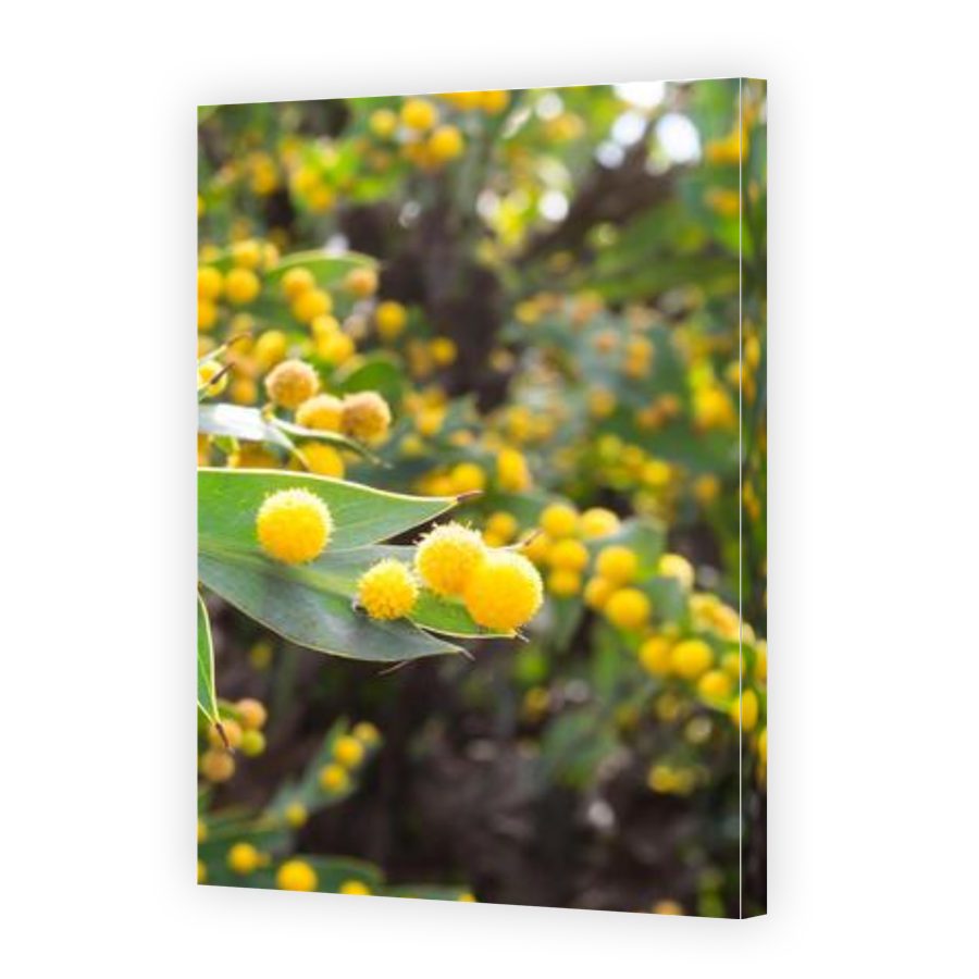 Thumbnail for Canvas - Gallery Canvas Wrap