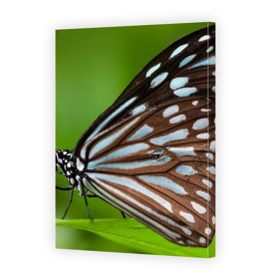 Thumbnail for Canvas - Gallery Canvas Wrap