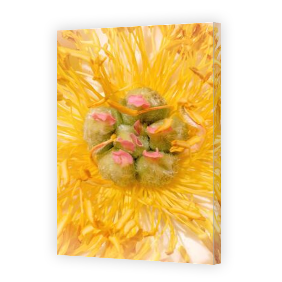 Thumbnail for Canvas - Gallery Canvas Wrap