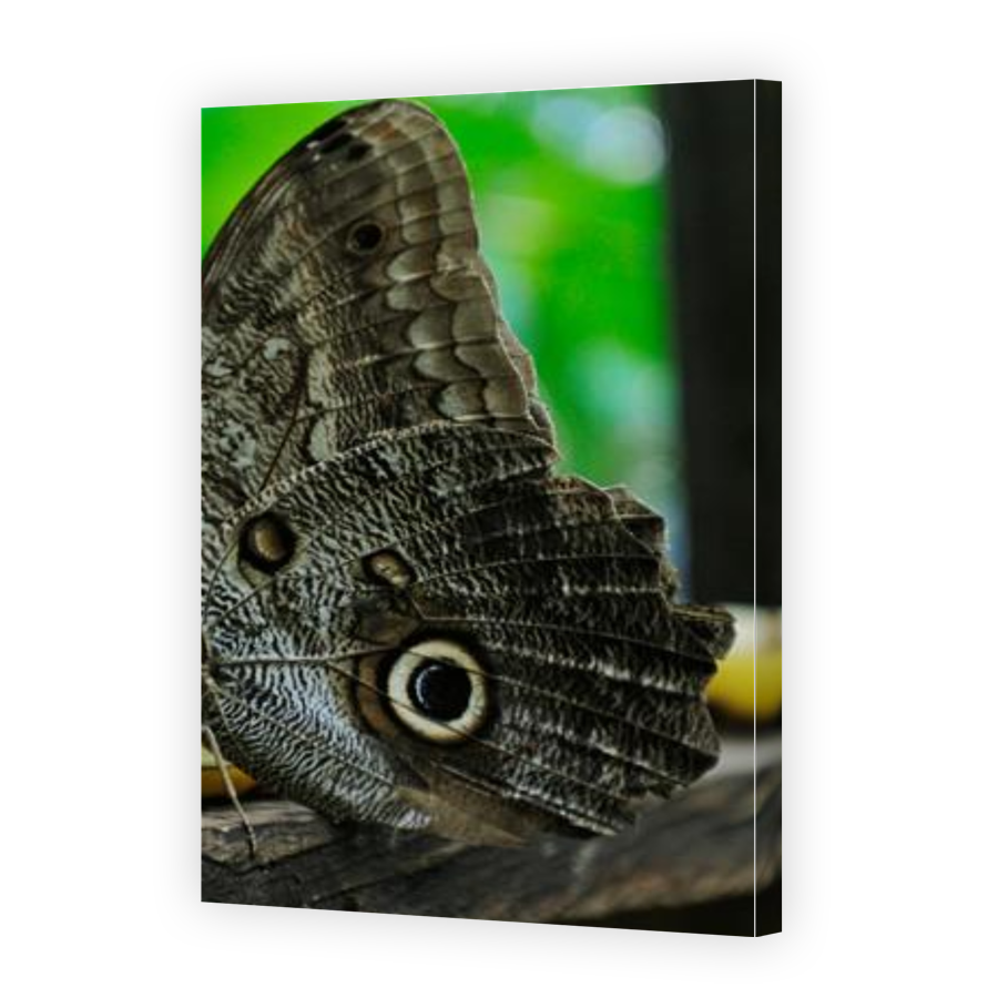 Thumbnail for Canvas - Gallery Canvas Wrap